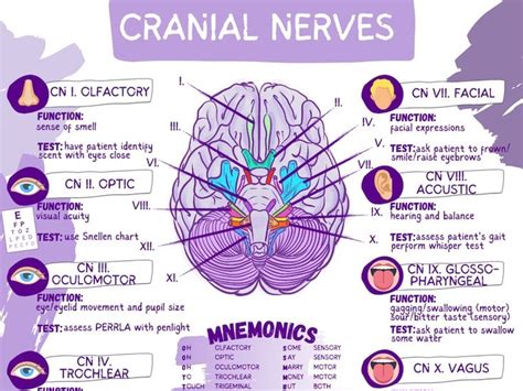 Cranial Nerve Worksheet