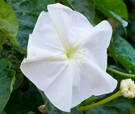 Moonflower Ipomoea Alba Seeds