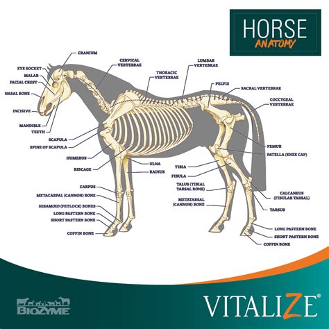 Understanding Horse Leg Anatomy is Key to Bone, Muscle Health - Vitalize