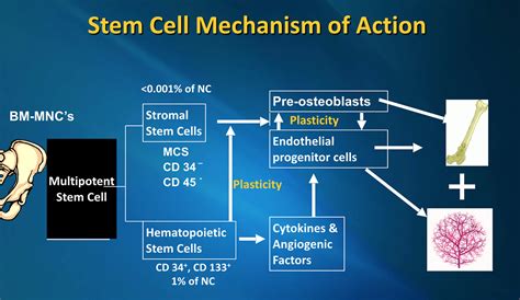 Hematopoietic Stem Cells Or Hscs Overview And Functionality