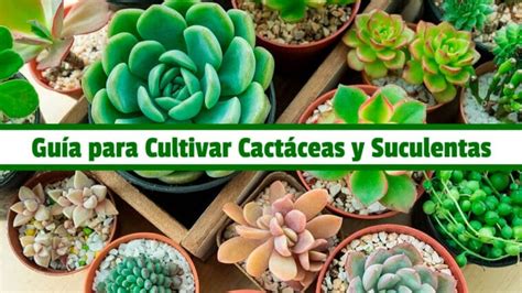 Guía Practica para Cultivar Cactáceas y Suculentas PDF