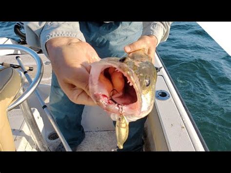 Where Do Walleye Spawn In Lake Erie