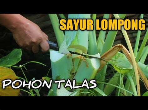 Masak Sayur Lompong Pohon Talas Pakai Nasi Jagung Lauk Rempeyek Ikan