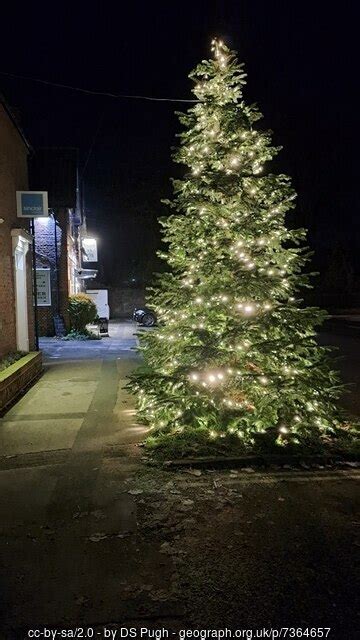 Christmas Tree In Heslington Ds Pugh Geograph Britain And Ireland