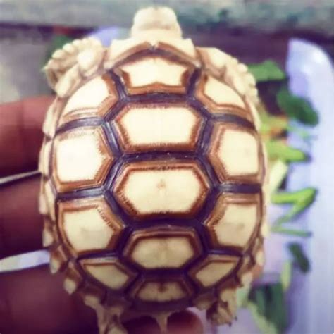 Jual Kura Kura Sulcata Shopee Indonesia