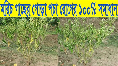 মরিচ গাছের গোড়া পচা রোগের কারন ও তার প্রতিকার। Chili Root Rot Disease