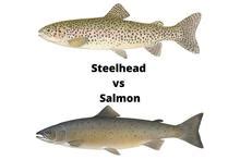 Steelhead Trout Vs Salmon What S The Difference Lake Ontario Outdoors