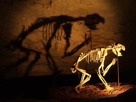 Free picture: cave, dinosaurs, skeleton