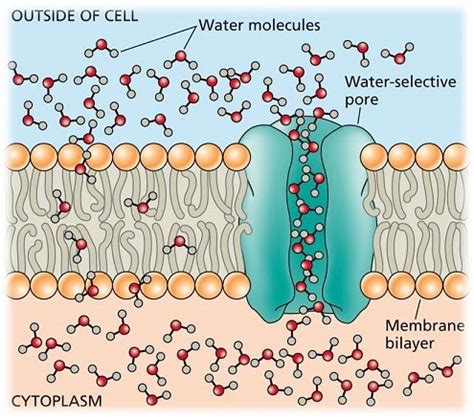 Membrane proteins | The A Level Biologist - Your Hub