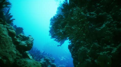 An underwater view of a coral reef in the ocean 34896793 Stock Video at ...