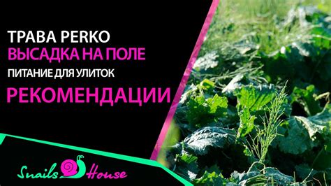 Кормовая трава для улиток Perko | Snails House Farm - YouTube