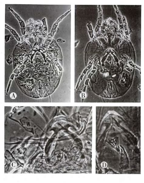 ACARI Cod lab d1 Dermatophagoides pteronyssinus d2 Anciens Et Réunions