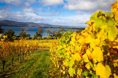 Your 2024 Guide To Tasmania Wine Region