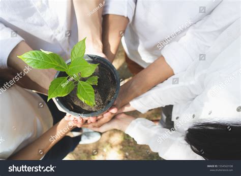 Group Volunteers Hands Planting Tree Seedling Stock Photo Edit Now