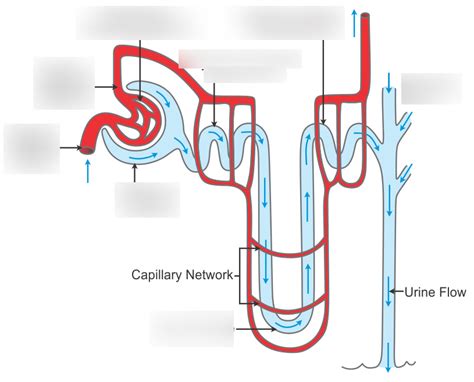 The Nephron And Reabsorption Secretion Diagram Quizlet