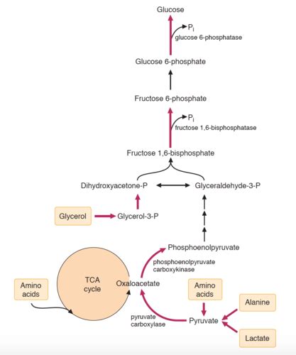 Succinyl Coa Gluconeogenesis