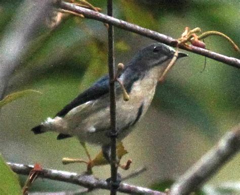 Cambodian Flowerpecker From Hin Tung Mueang Nakhon Nayok District