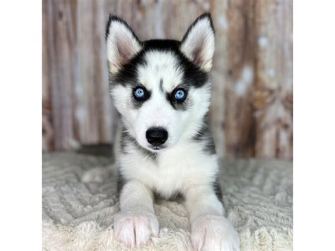 Female Siberian Husky Full Grown