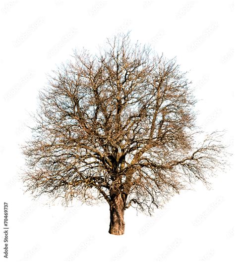 Nude Tree Isolated Stock Photo Adobe Stock
