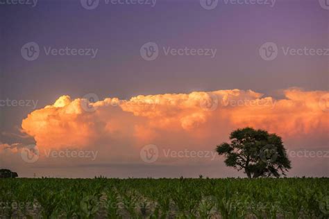 Pampas tree landscape at sunset, La Pampa Province, Argentina 26208384 ...