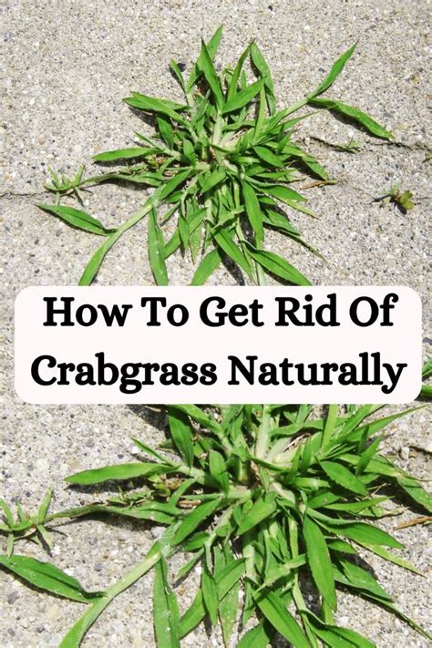 How To Kill Crabgrass With Baking Soda Natural Crabgrass Killer Artofit