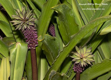 Eucomis Bicolor Pineapple Lily California Gardens