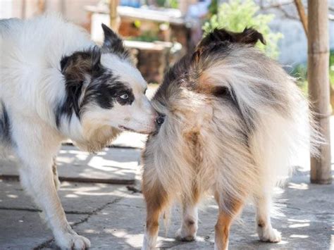 how does it feel to have sex with a dog