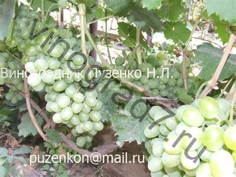 Описание сорта винограда: Подарок Запорожью
