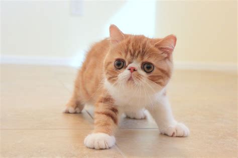 The Facts About The Exotic Shorthair Cats And Kittens Pets Nurturing