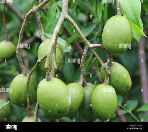 Hog Plum Tree Hi Res Stock Photography And Images Alamy