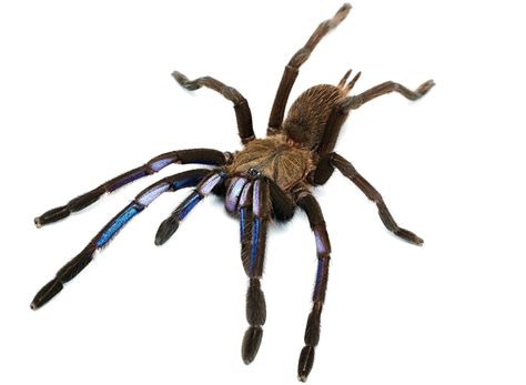 Electric Blue Tarantula First of Its Kind Discovered by Scientists