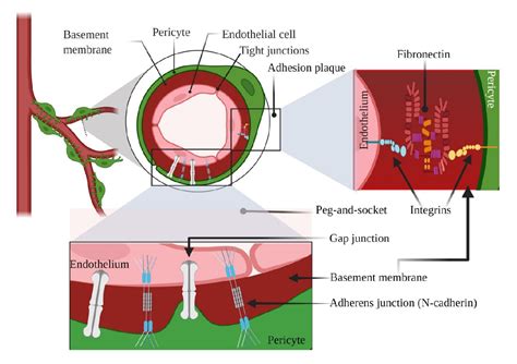 Figure 1 From A Synopsis Of Signaling Crosstalk Of Pericytes And