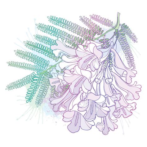 Best Jacaranda Flower Illustrations, Royalty-Free Vector Graphics ...