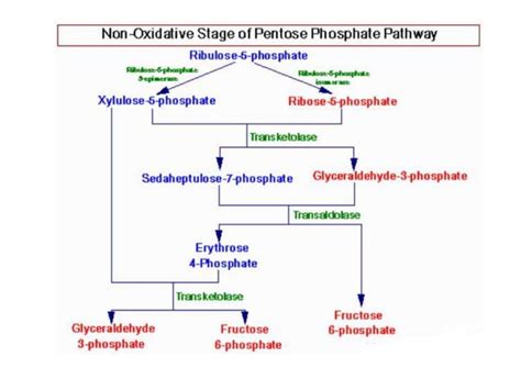 Pentose Phosphate Pathway Hexose Monophosphate Pathway PPT