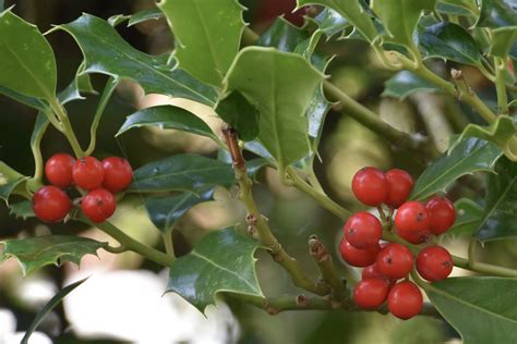 Vroege vogels Foto - Planten - Hulst