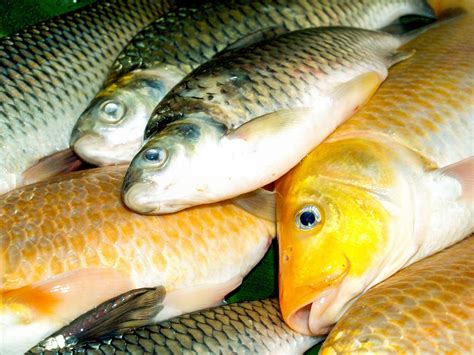 freshwater fish food  stock photo public domain pictures