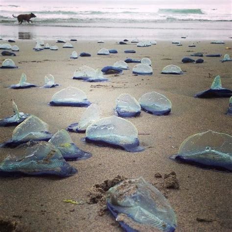 Stunning Photos Of Mysterious Blue Velella Velella Creatures In California