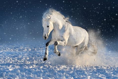 White horse running in the snow Stock Photo free download