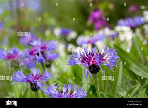 Centaurea Montana Purple Hi Res Stock Photography And Images Alamy