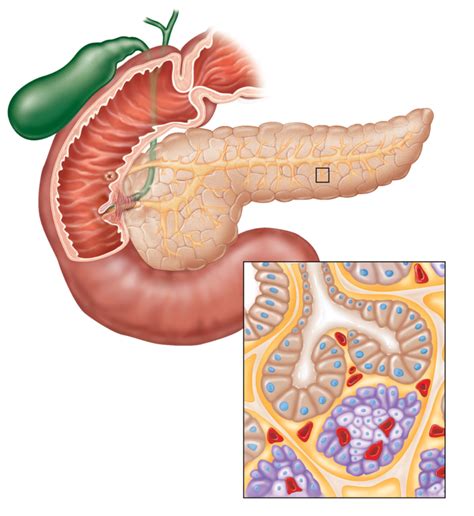 Pancreas Diagram Quizlet