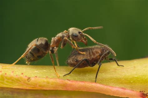 Matt Cole Macro Photography: Ants and Aphids