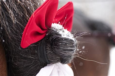 Behind the Scenes: Budweiser Clydesdales // St Louis Photographer Rep ...