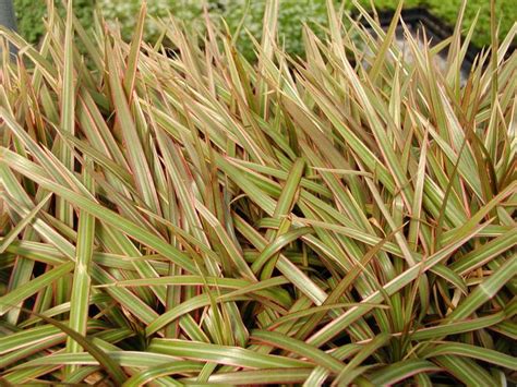 Dracena Marginata Bicolor Dracaena Bicolor From Plantworks Nursery