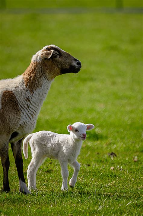 Baby Sheep Photos, Download The BEST Free Baby Sheep Stock Photos & HD ...