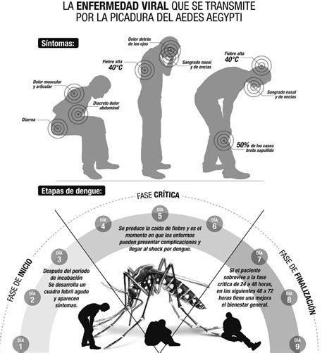 Fases Del Dengue