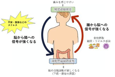 過敏性腸症候群（ibs） しおや消化器内科クリニック さいたま市中央区 与野本町駅