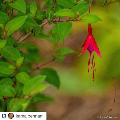 Rami Kantari On Instagram Repost Kamalbennani With Repostapp