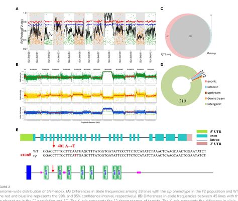 Figure From Tomato Short Internodes And Pedicels Encode An Lrr