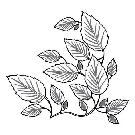 monochrome contour  creeper plant stock illustration illustration