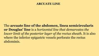 Arcuate line | PPT